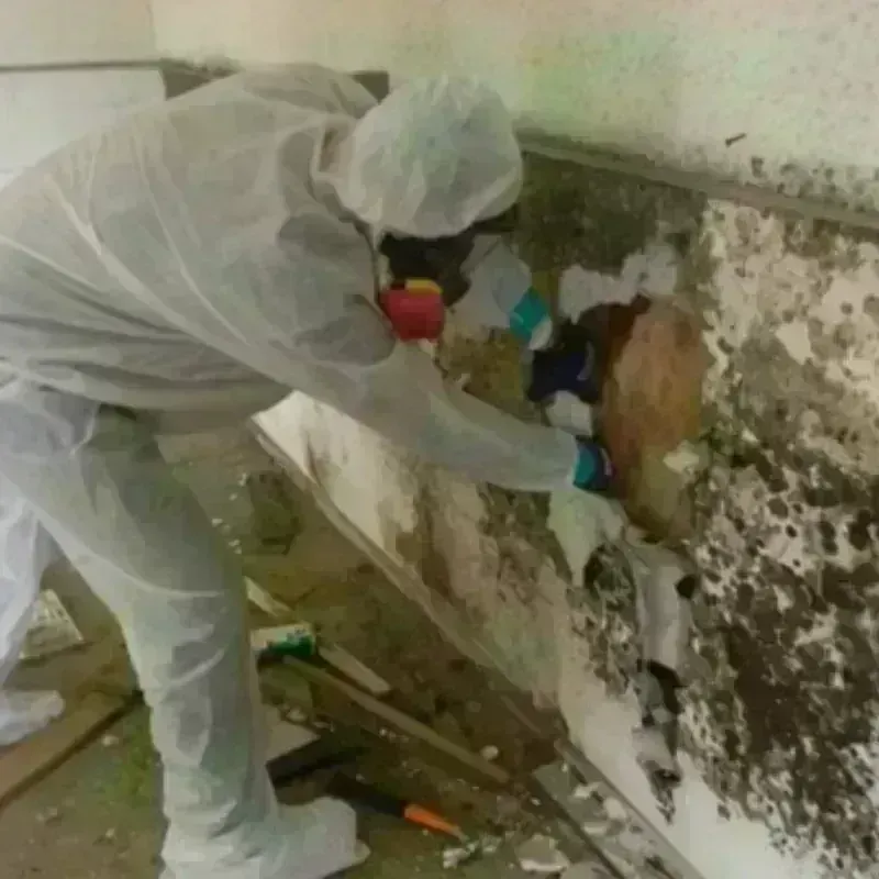 Mold Remediation and Removal in Ganado, AZ